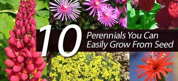 10 Perennials Anda boleh tumbuh dari benih dengan mudah