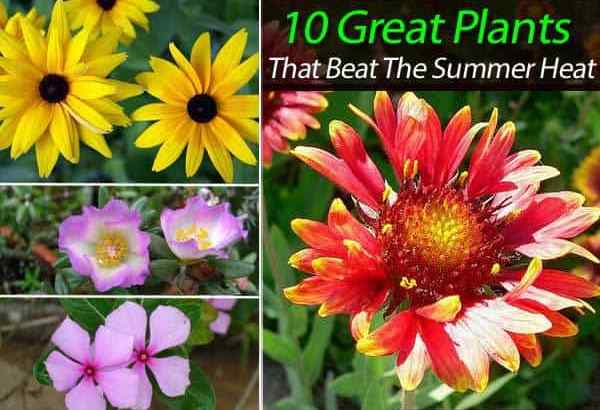 10 grandes plantas que superan el calor del verano