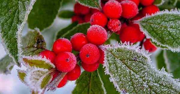 11 des meilleures plantes ornementales à température froide pour le jardin d'automne