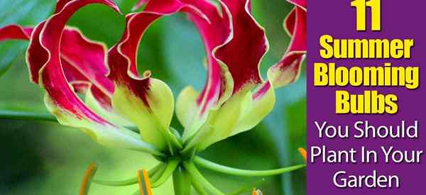 Más de 20 bulbos de verano en flor, debe plantar en su jardín