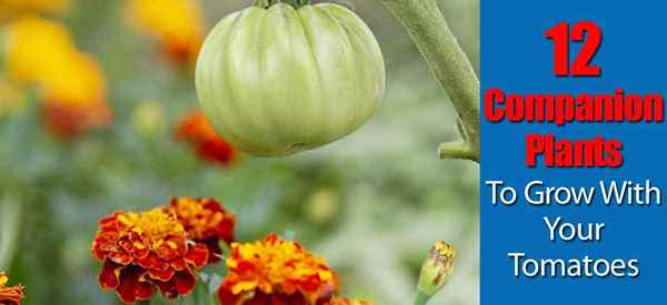 12 plantas complementarias para crecer con tus tomates