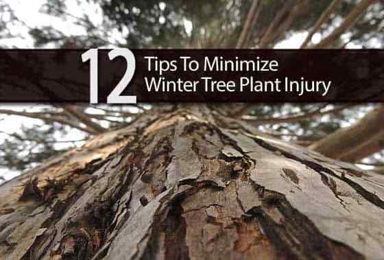 12 conseils pour minimiser les lésions de la plante d'hiver