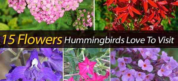 15 flores que los colibríes les encanta visitar