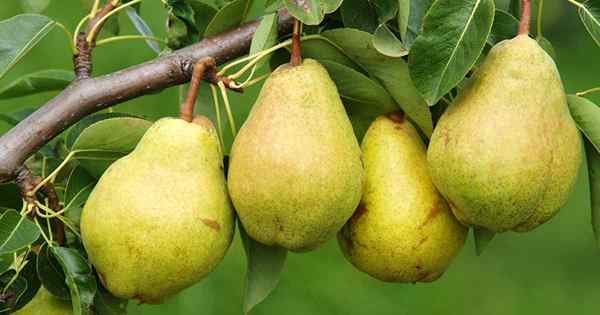 11 de las mejores variedades de peras fructíferas para crecer en casa