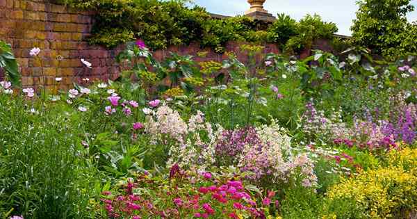 17 Perennials de floración templada que crecerán en casi cualquier lugar