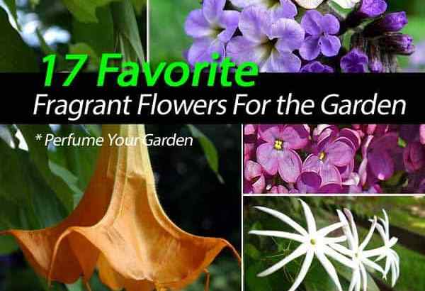 21 flores perfumadas favoritas para o jardim