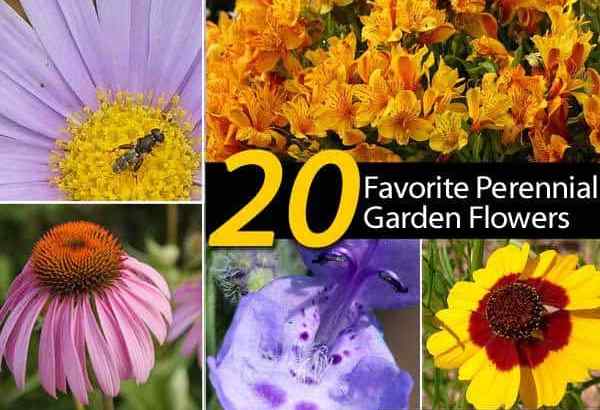 20 flores perenes favoritas para o jardim