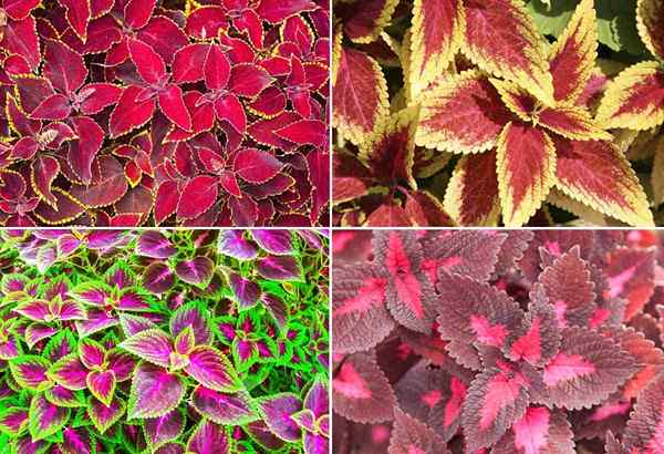 Coleus Plantes - [Comment] grandir, prendre soin des mayans colorées