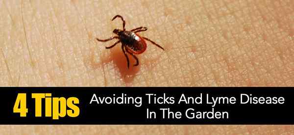 4 consejos para evitar garrapatas y enfermedad de Lyme en el jardín