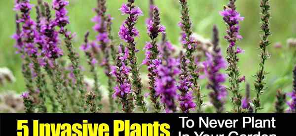 5 roślin inwazyjnych, aby nigdy nie sadzić w ogrodzie