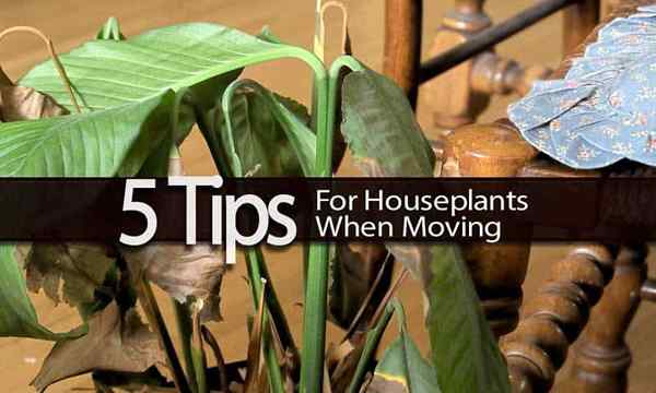 5 petua untuk houseplants semasa bergerak