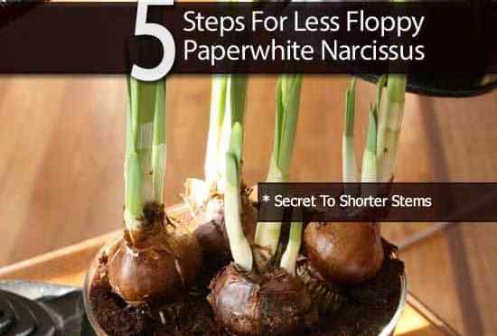 5 pasos para menos flojo narciso de papel blanco