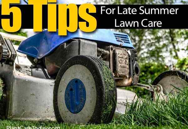 5 conseils pour les soins de la pelouse de la fin de l'été