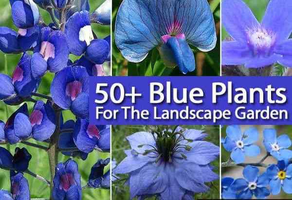 50+ blaue Pflanzen für den Landschaftsgarten