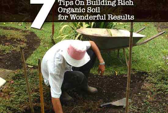 7 conseils sur la construction d'un sol biologique riche pour des résultats merveilleux