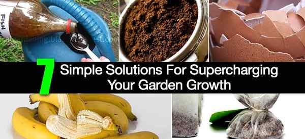 7 soluciones simples al suelo y crecimiento de la superpotencia de jardín