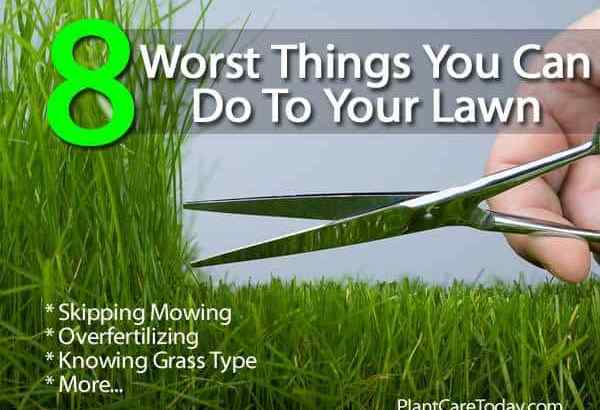 8 piores coisas que você pode fazer com o seu gramado