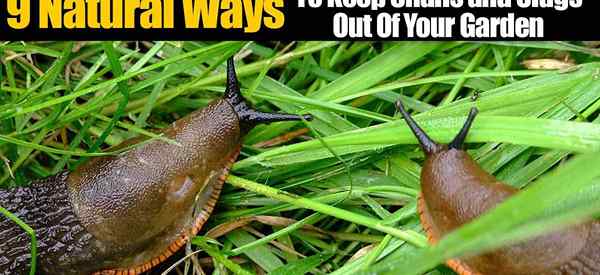 Schnecken im Garten? Wie man Slugs, Snails auf natürliche Weise loswerden