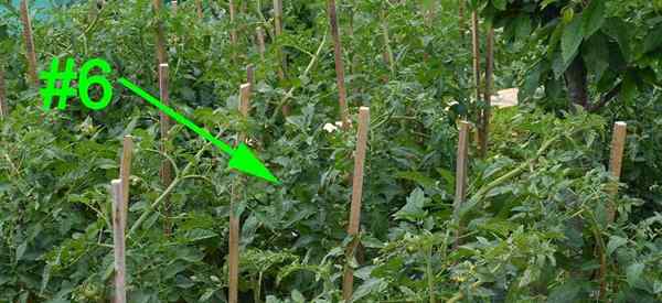 8 Problem verursacht Fehler, die Tomatenpflanzenzüchter machen!