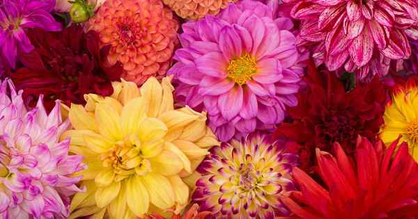 Dahlia Flower Types Um guia para grupos e classificação