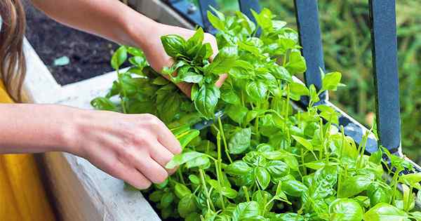 Comment faire pousser du basilic dans votre jardin d'herbes
