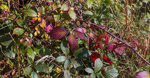 Todo sobre las zarzas de las muchas plantas maravillosas en el género Rubus