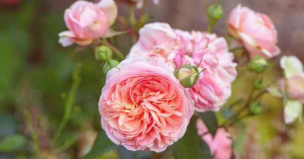 Que sont les roses anglaises David Austin?