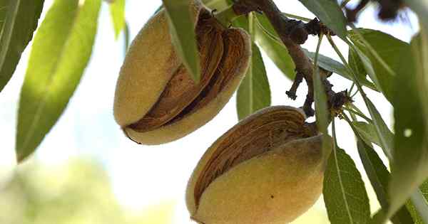 Cómo prevenir y mitigar la podredumbre del casco de almendras