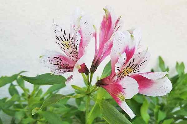 Wie man wächst und für Alstroemeria (peruanische Lilie) sorgt