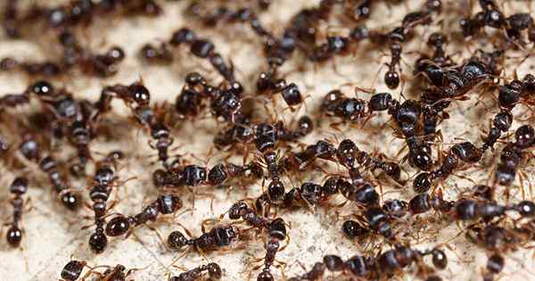 Comment contrôler les fourmis dans et autour de votre maison