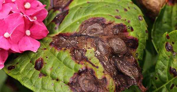 Comment identifier et traiter l'anthracnose sur les hortensias