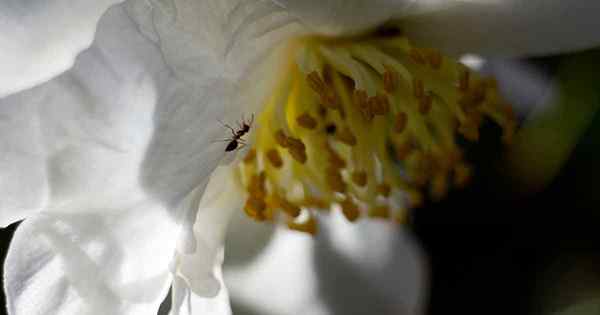 Por que existem formigas nas minhas flores de Camellia?