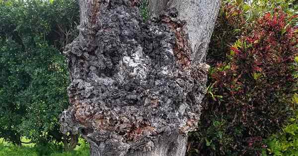 Como identificar e impedir a coroa Gall na maçã