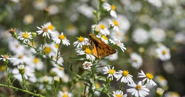 Son flores aster comestibles?