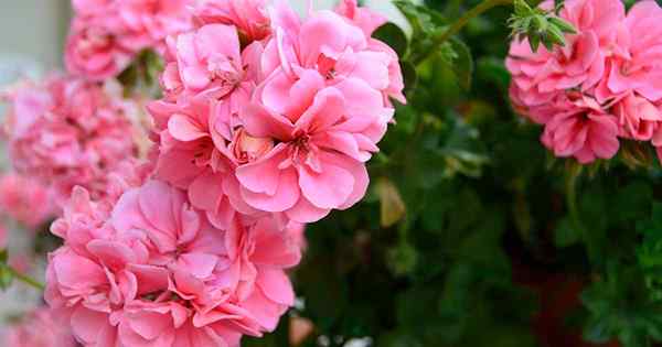 Adakah tahunan geranium atau perennial? Ketahui mengenai jangka hayat geranium