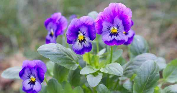 Son flores de pensamiento comestibles? Consejos para la cosecha y uso