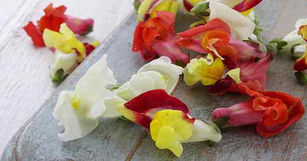 Comer snapdragons como colher e usar as flores e folhas