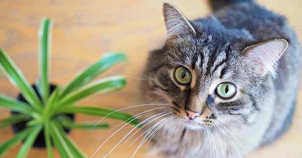 Les plantes d'araignée sont-elles toxiques pour les chats?