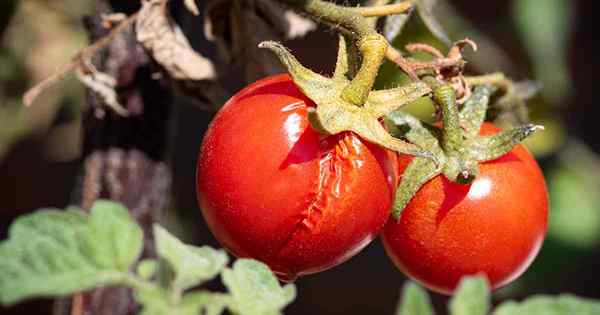 Fruta agrietada en la vid son tomates divididos seguros para comer?