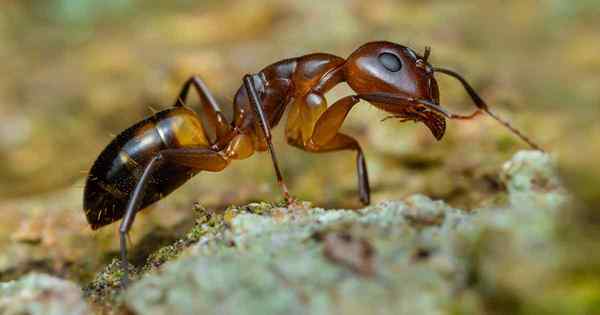 Comment gérer une infestation de fourmis argentine