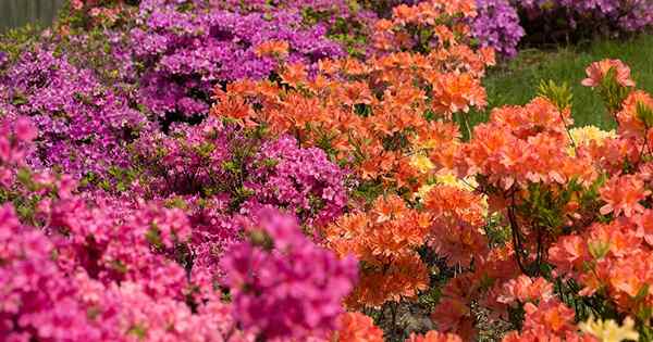 Azalea Bloom Times dan kelompok berbunga