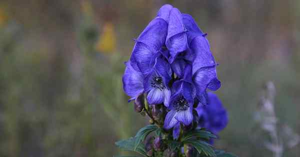 Cómo cultivar Azure Monkshood para un impresionante color de otoño