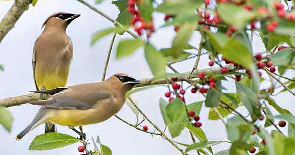 Guide des oiseaux d'arrière-cour et comment les attirer dans le jardin