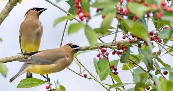 Panduan untuk burung belakang rumah dan bagaimana menarik mereka ke taman