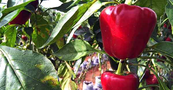 Wachsen Sie knusprig, süße Paprika in Ihrem eigenen Garten