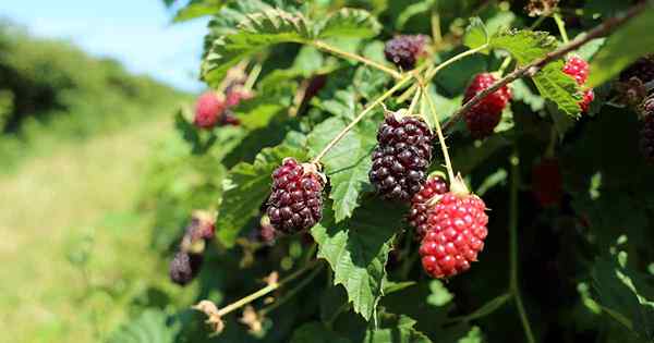 Manfaat Boysenberry Mengapa Anda Membutuhkan Hibrida Berbulu dalam Hidup Anda