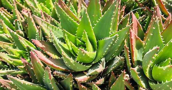 13 das melhores variedades de aloe para paisagismo e recipientes