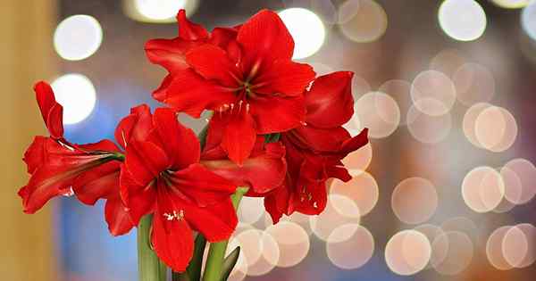 17 Variétés d'amaryllis impressionnantes pour grandir à l'intérieur ou à l'extérieur