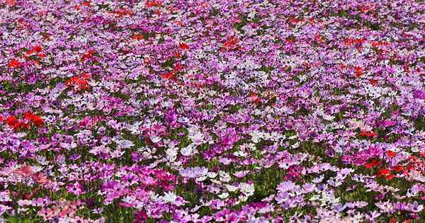 15 das melhores variedades de anêmona para a primavera, verão e outono