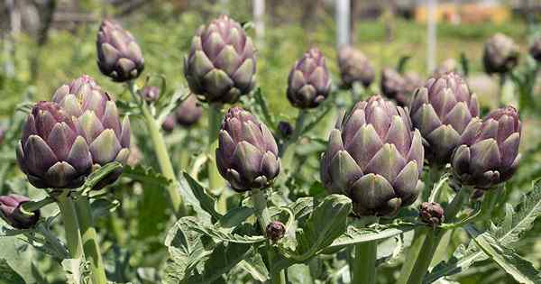 9 das melhores cultivares de alcachofra para crescer em casa